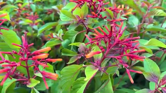 Coconut Creek to host free Arbor Day tree giveaway April 26