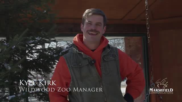 Marshfield zoo introduces Elsa, 9-month-old bobcat