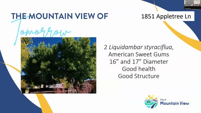 Mountain View Commission denies tree removal request amidst driveway expansion debate