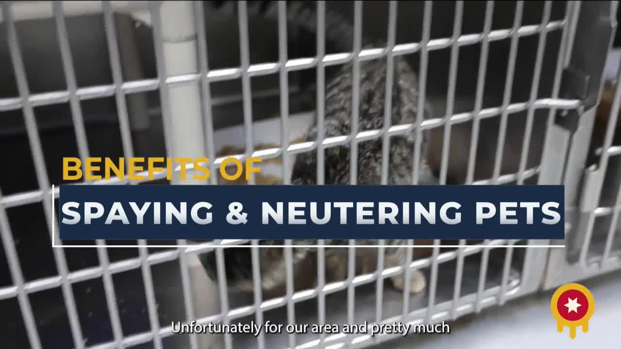 Tulsa tackles pet overpopulation with spay-neuter initiatives and city ordinances