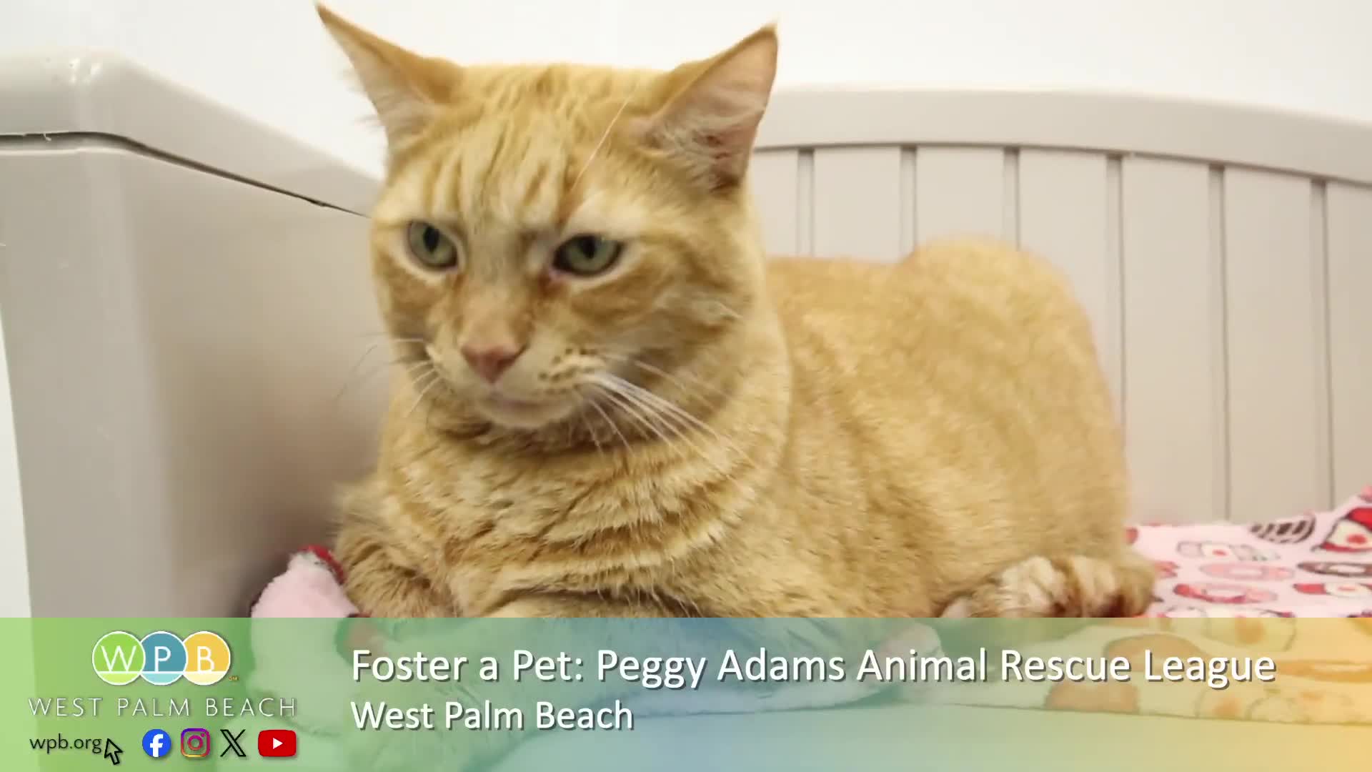 Peggy Adams Animal Rescue League promotes foster program for stressed cats and dogs