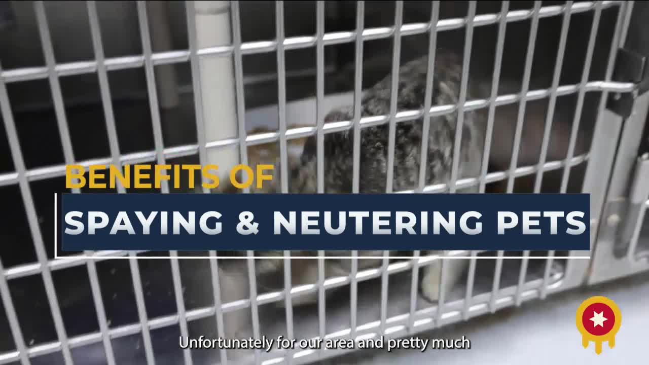 Tulsa addresses pet overpopulation crisis with spay and neuter initiatives