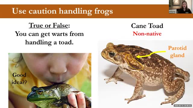 Wildlife expert advises caution around cane toads and amphibians' sensitive skin