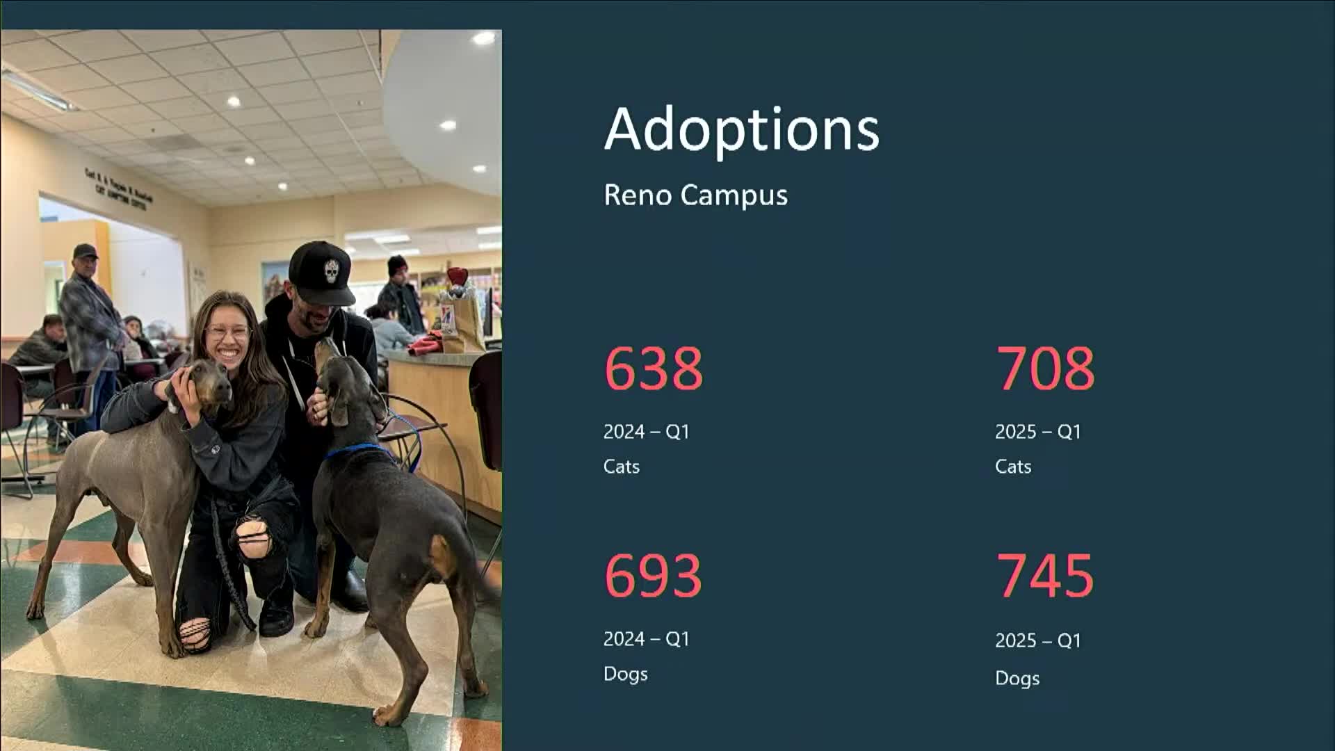 NHS reports 11% rise in cat adoptions amid increased community demand
