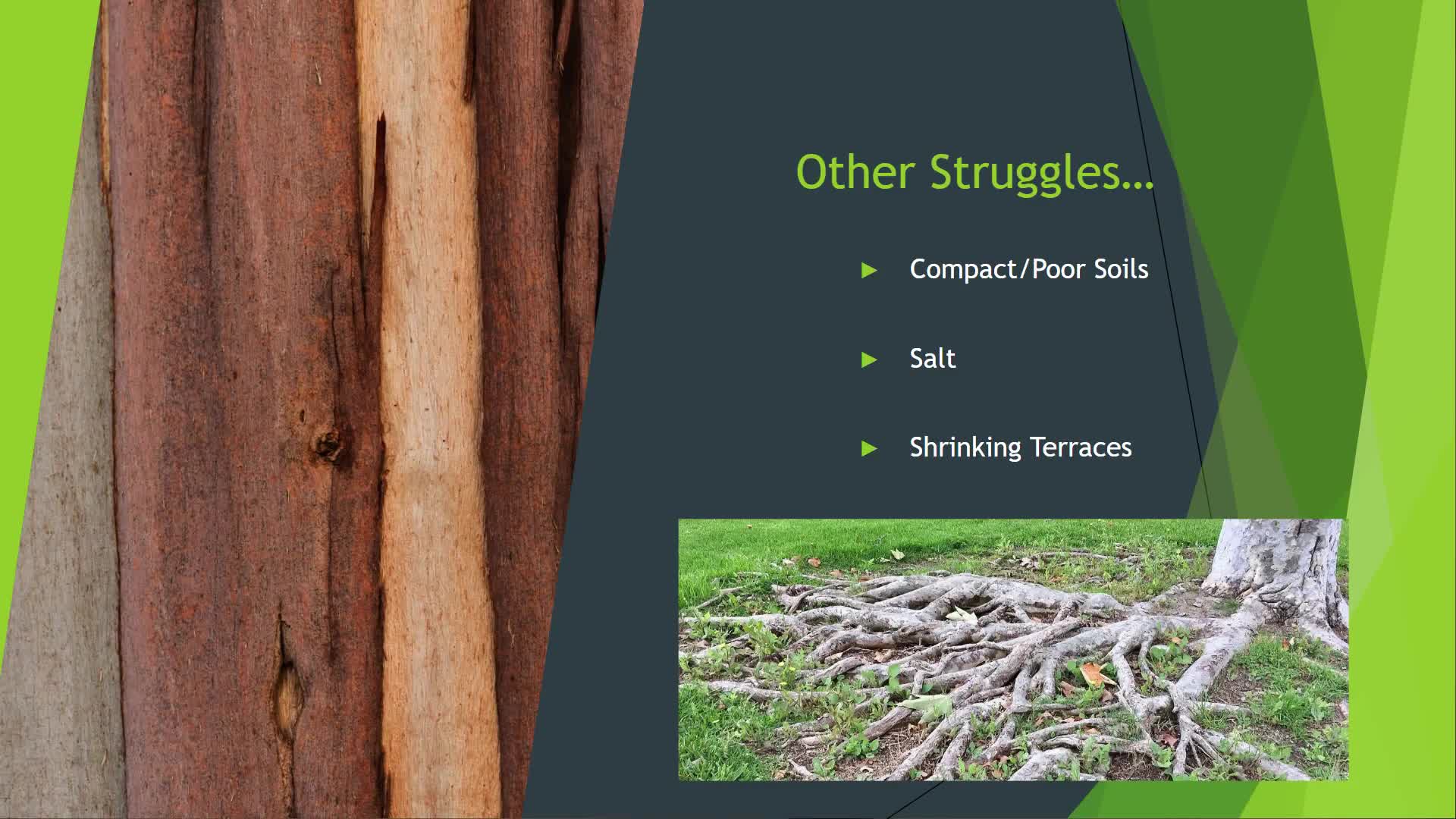 Vermont developers seek solutions for urban tree root management and soil preservation