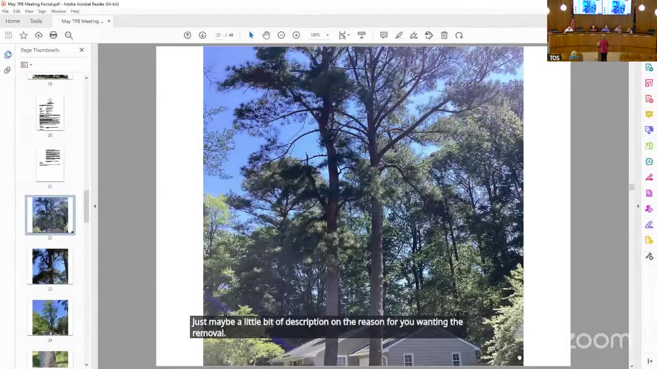 Tree Board approves removal of damaged pine while preserving healthy neighbor