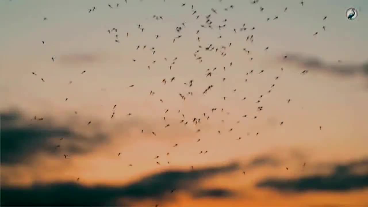Chesapeake Mosquito Control Commission promotes IPM to combat mosquito-borne diseases