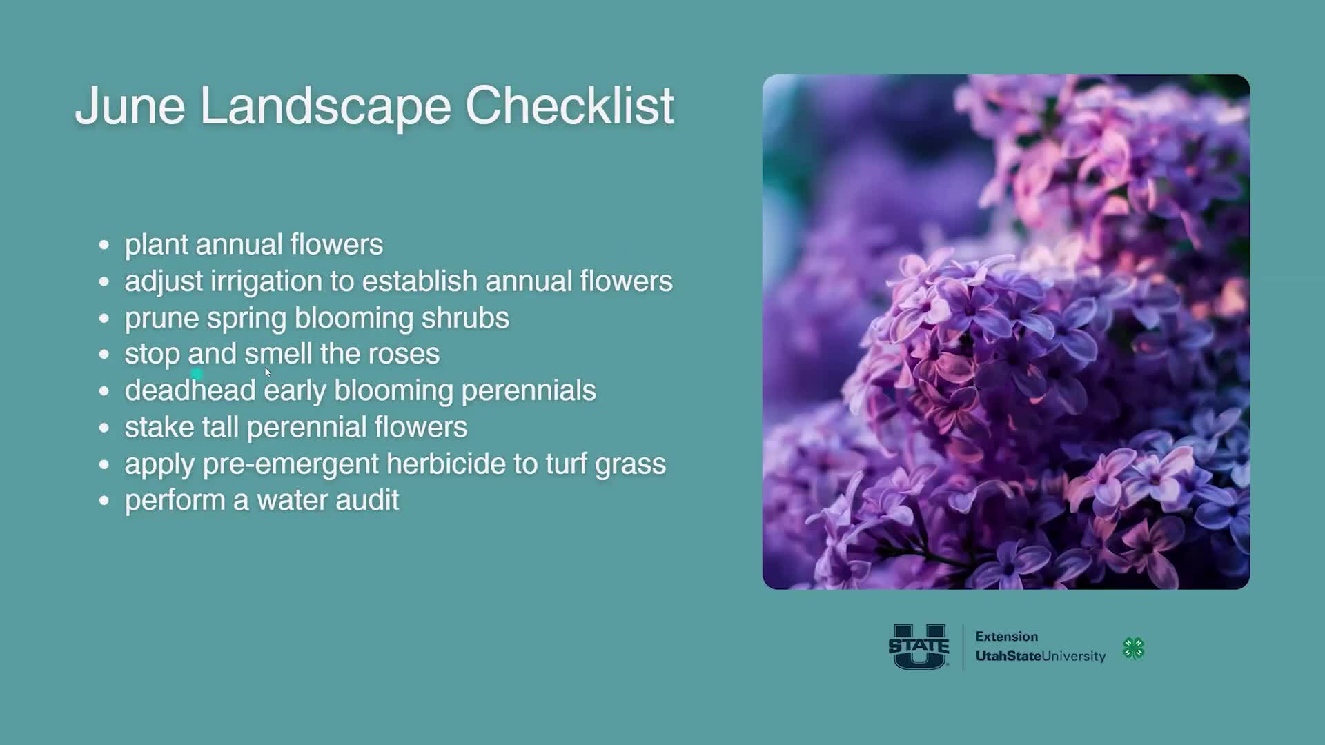 Gardening expert Ralph shares tips for June rose care and weed management