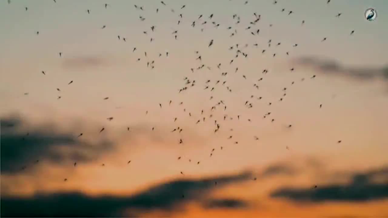 Chesapeake Mosquito Control Commission implements IPM strategies to prevent diseases