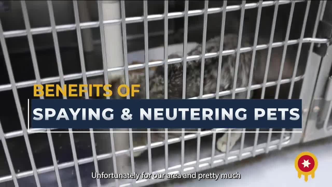 Tulsa addresses pet overpopulation crisis through spaying and neutering initiatives