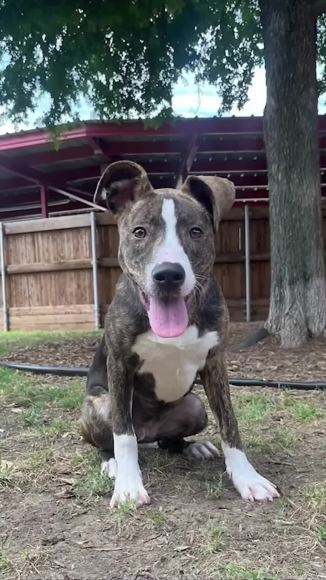 Millie the pit bull mix seeks loving adopter for training and socialization