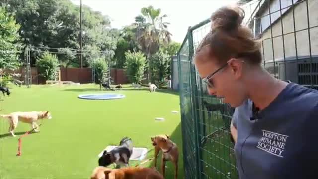 Houston Humane Society enhances adoption success for cruelty case dogs