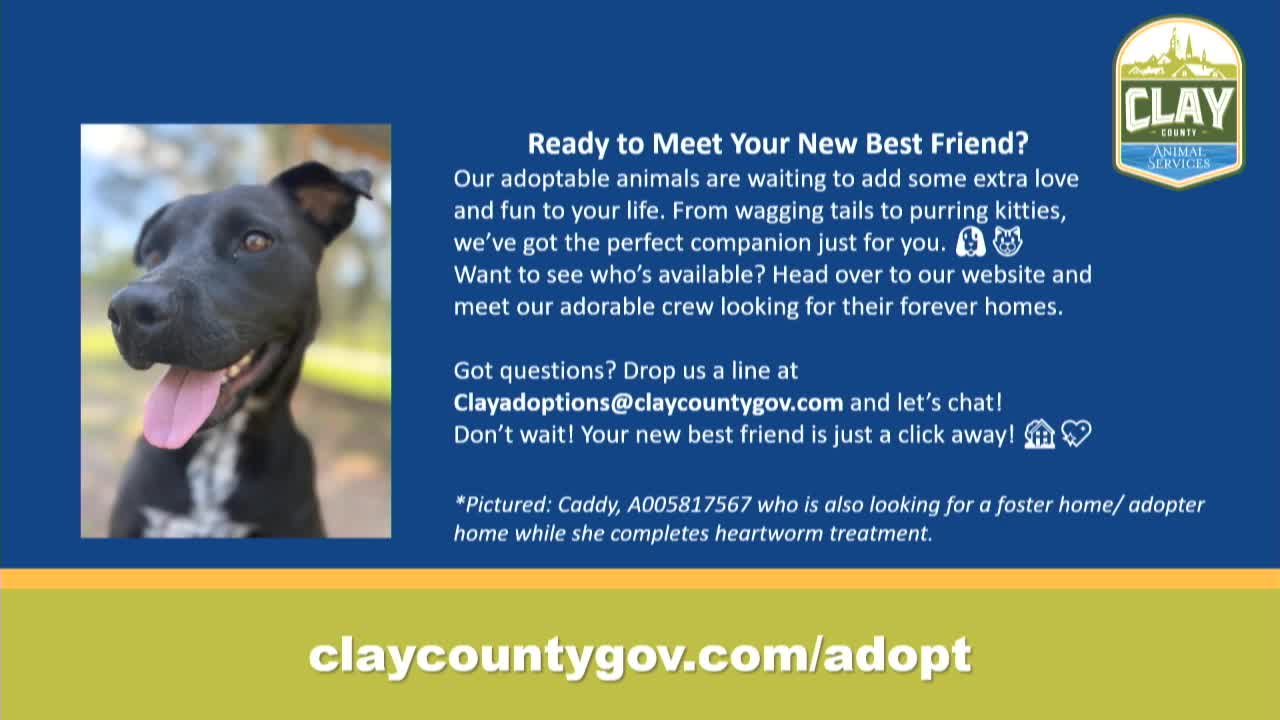Clay County Animal Shelter promotes pet adoptions and fosters for heartworm treatment