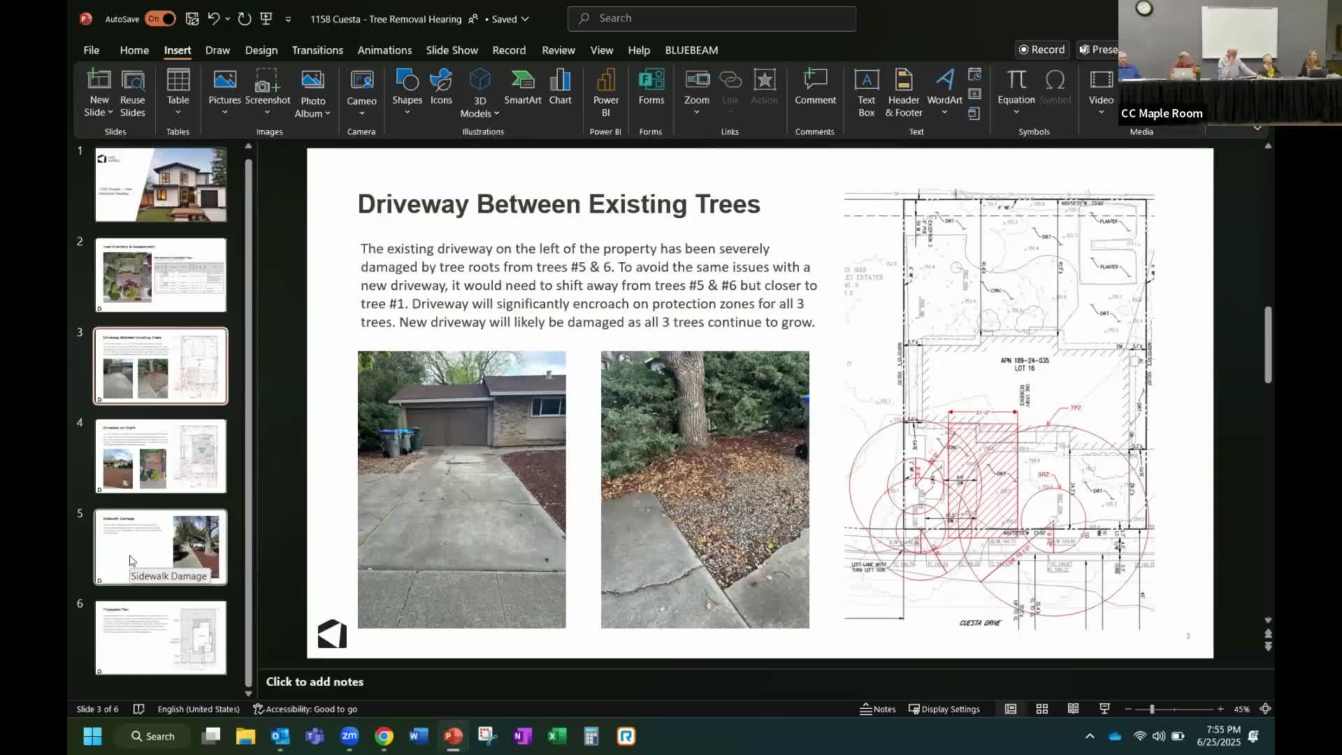 City assesses camphor trees' condition amid California Avenue renovations
