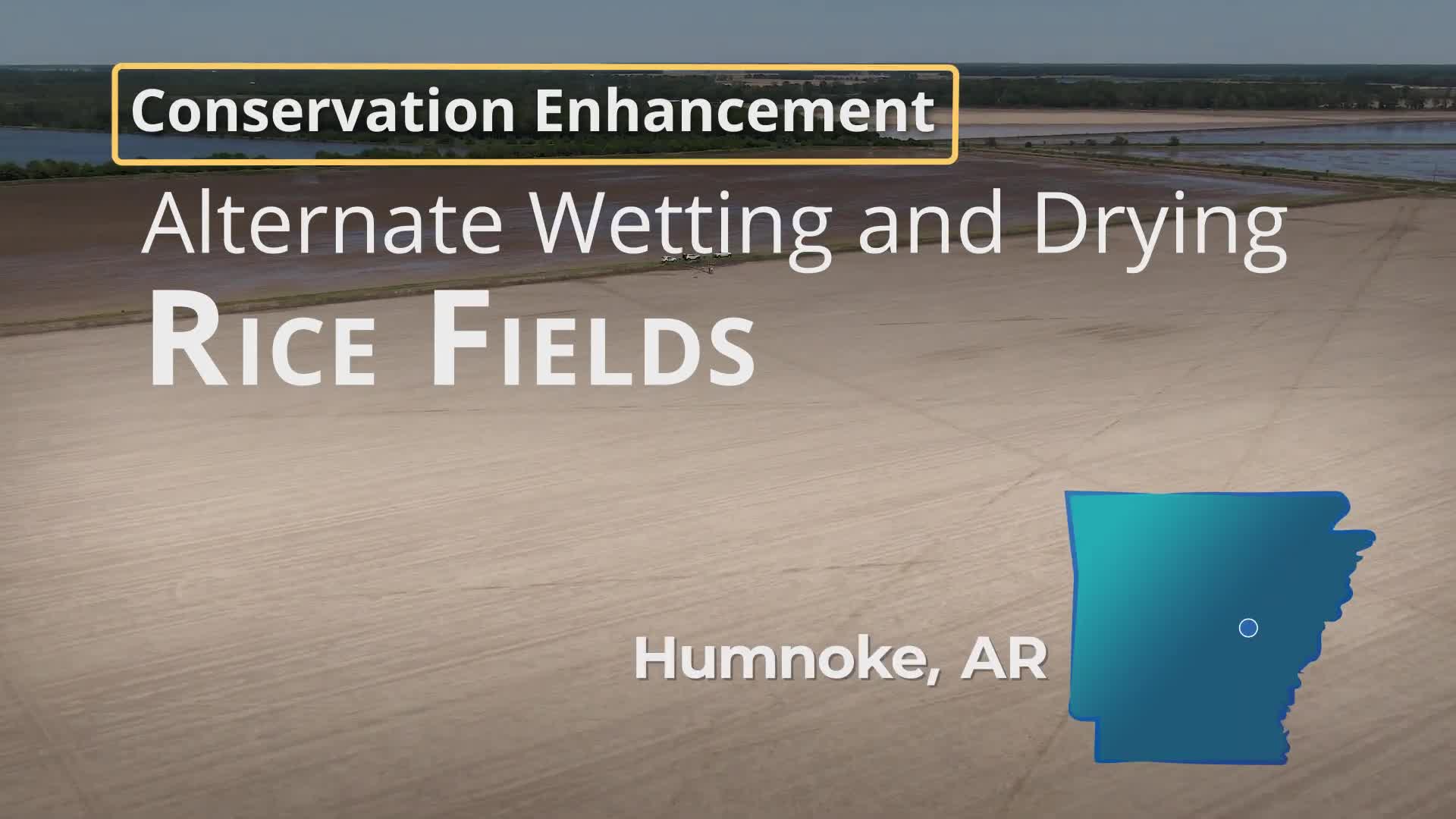 Arkansas farmers adopt alternate wetting and drying to boost rice sustainability