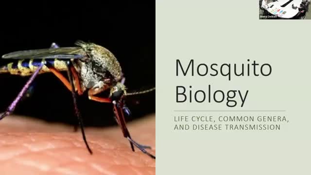 Maryland biology expert details mosquito species and their disease risks