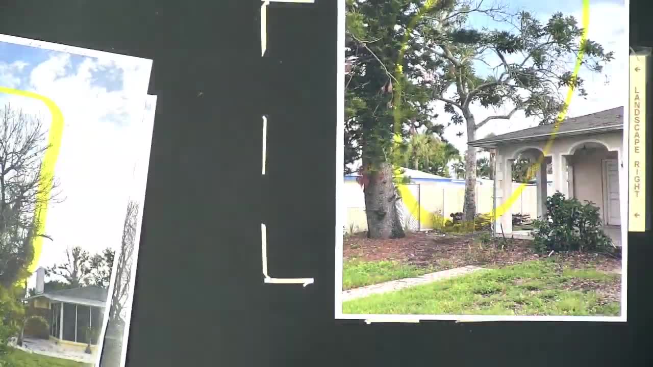 Botanist Curtis defends tree preservation against code enforcement claims in St. Pete Beach