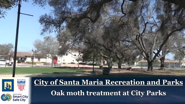 Santa Maria Urban Forester Addresses Oak Moth Infestation Impacting City Trees