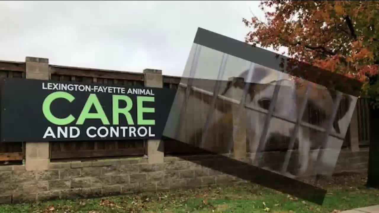 Lexington Animal Control Promotes Community Reporting for Animal Welfare Concerns