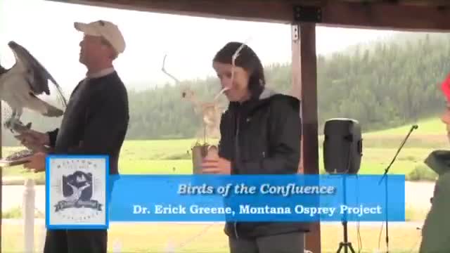 Osprey monitoring shows low heavy metals overall but flags mercury hotspots near historic gold mines