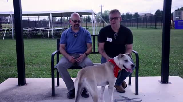 Local Shelter Hosts Speed Dating Event for Dog Adoptions Tomorrow Evening