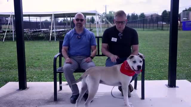 So Blue Joins Assessor Dog Program to Help Introduce Stray Dogs Safely