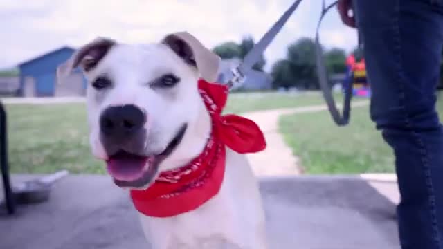 Shelter Seeks Home for Baloo the Assessor Dog with Unique Skills
