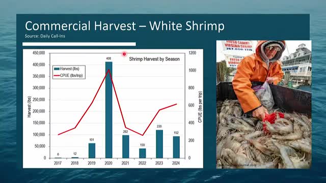 Regulators Issue 103 Licenses via Lottery for Shrimp Fisheries Management