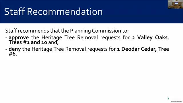 Atherton Planning Commission Denies Removal of Healthy Cedar Tree Amid Driveway Plans