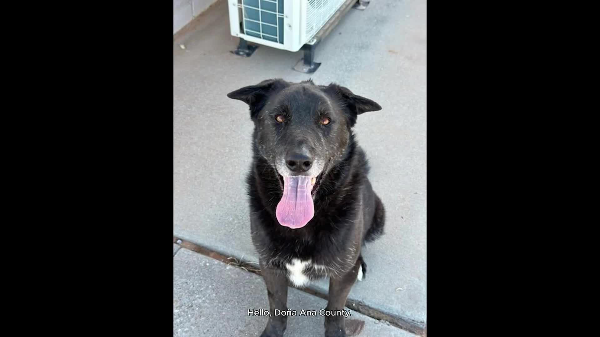 Donata County team member rescues abandoned dog Rocky after microchip owner declines claim