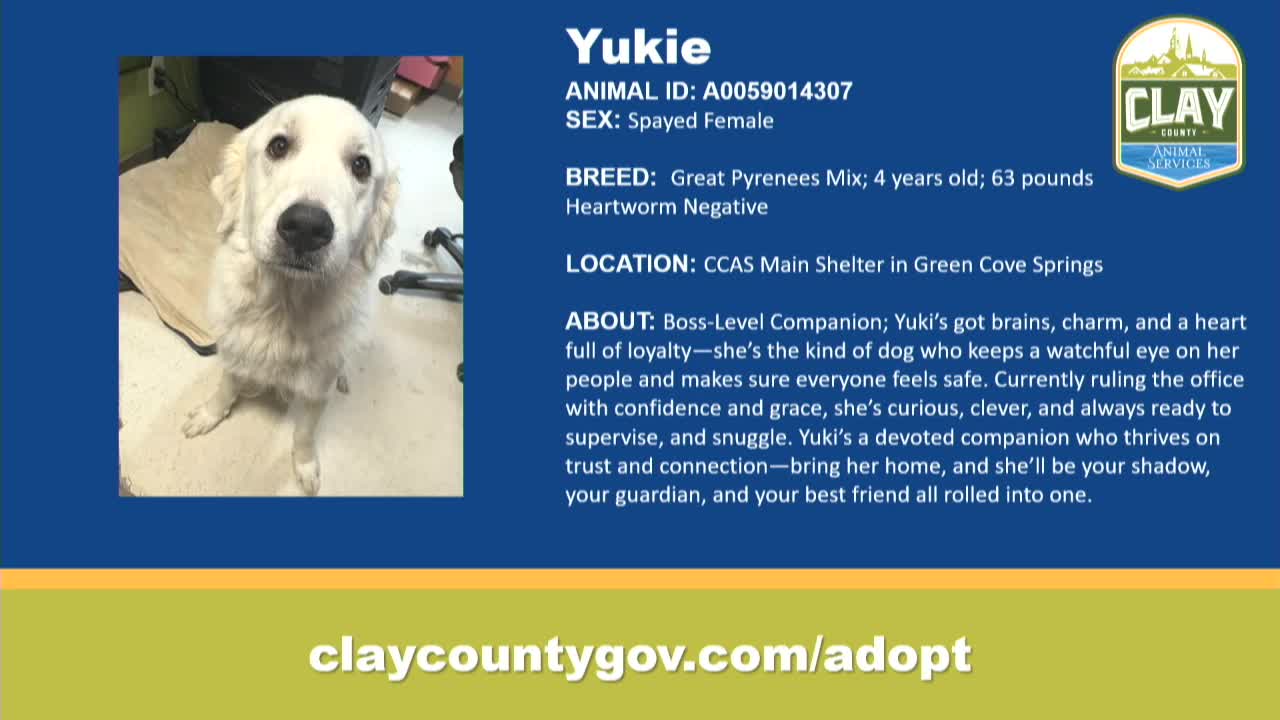 Clay County Animal Shelter promotes adoption of Melody and other pets in need