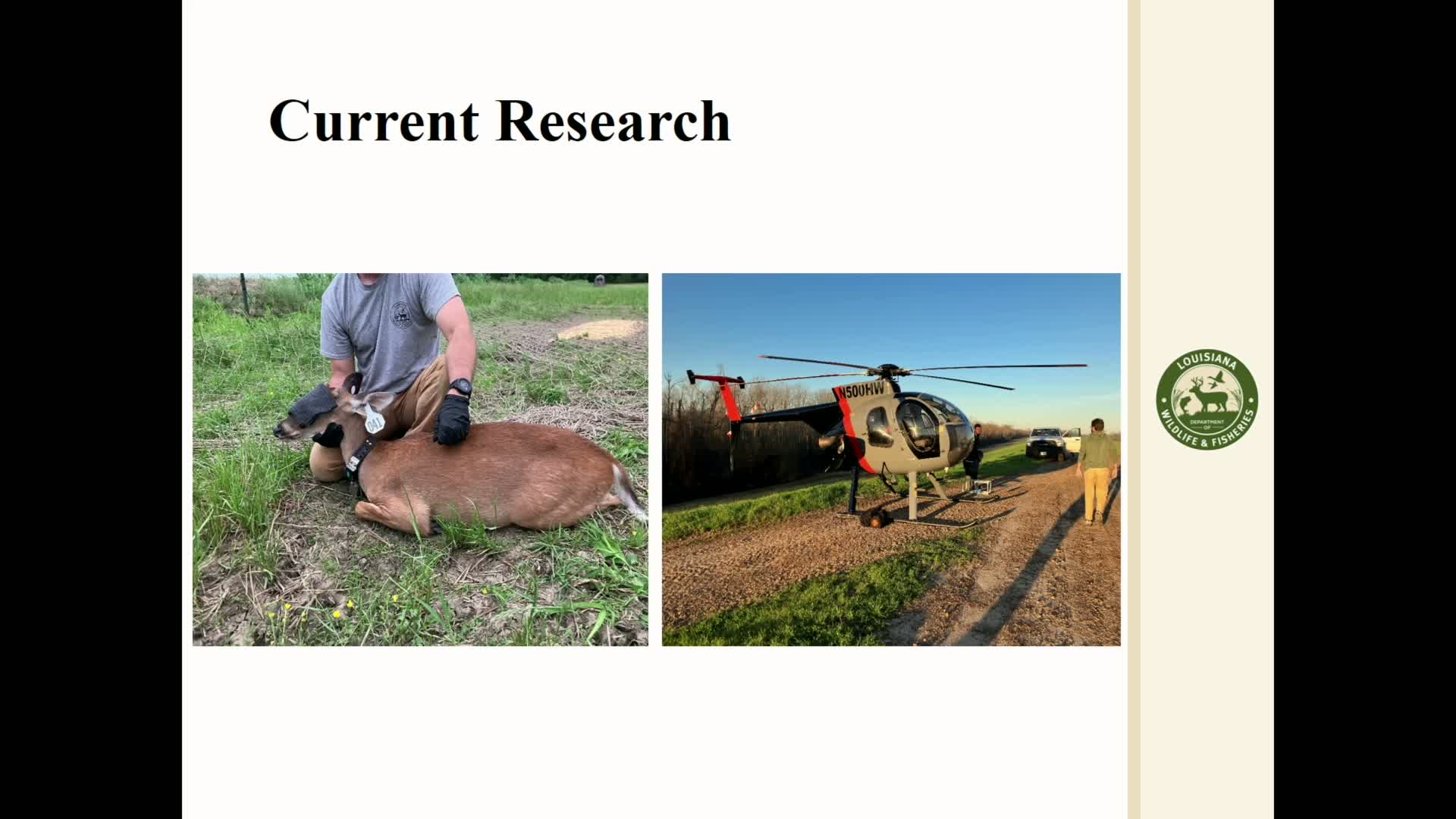 Research Project Tracks Deer Movement Along Mississippi River for CWD Mitigation