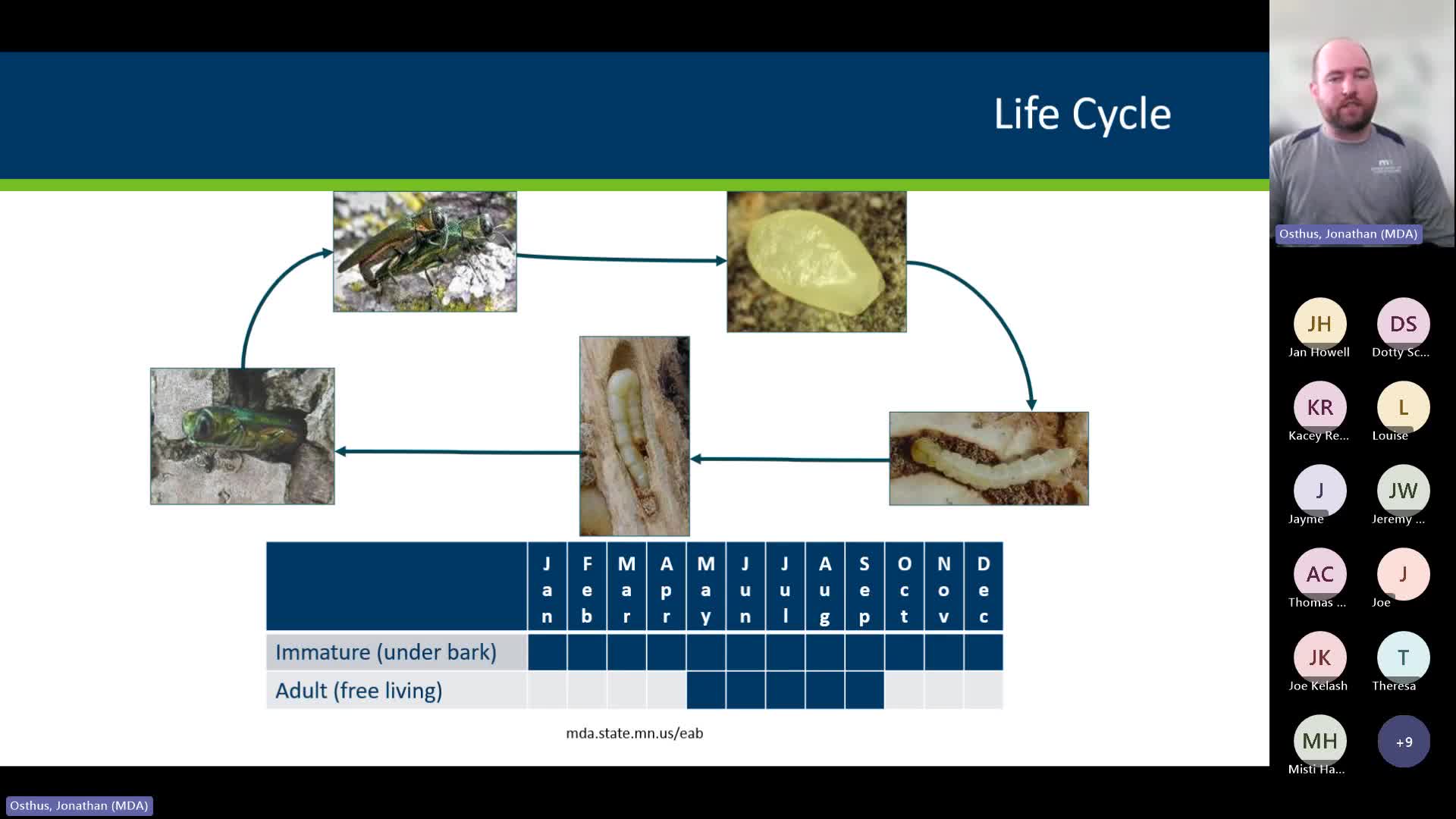 Minnesota Expert Explains Emerald Ash Borer Life Cycle and Tree Damage