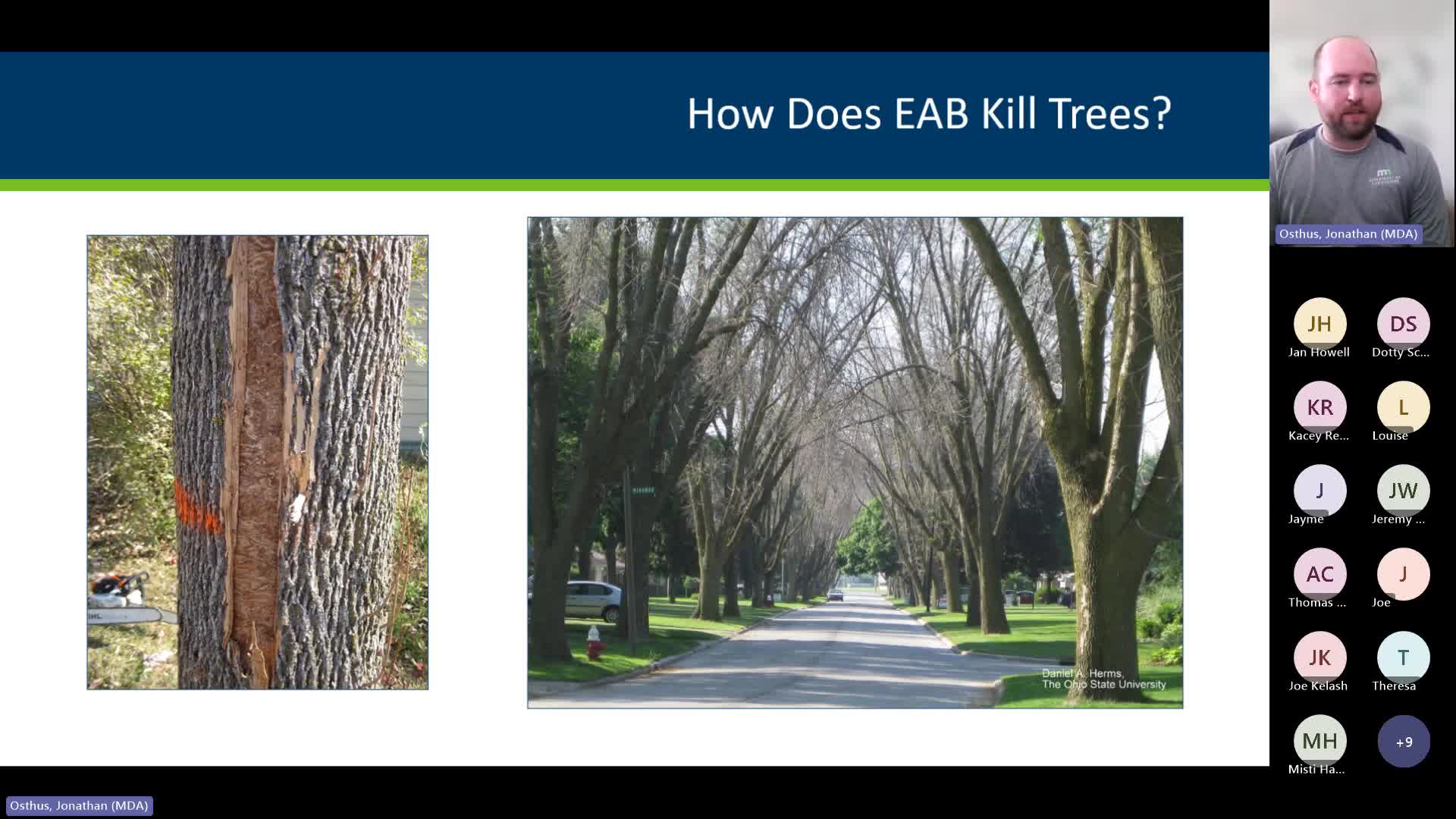 Minnesota Experts Warn About Emerald Ash Borer Threat to One Billion Ash Trees