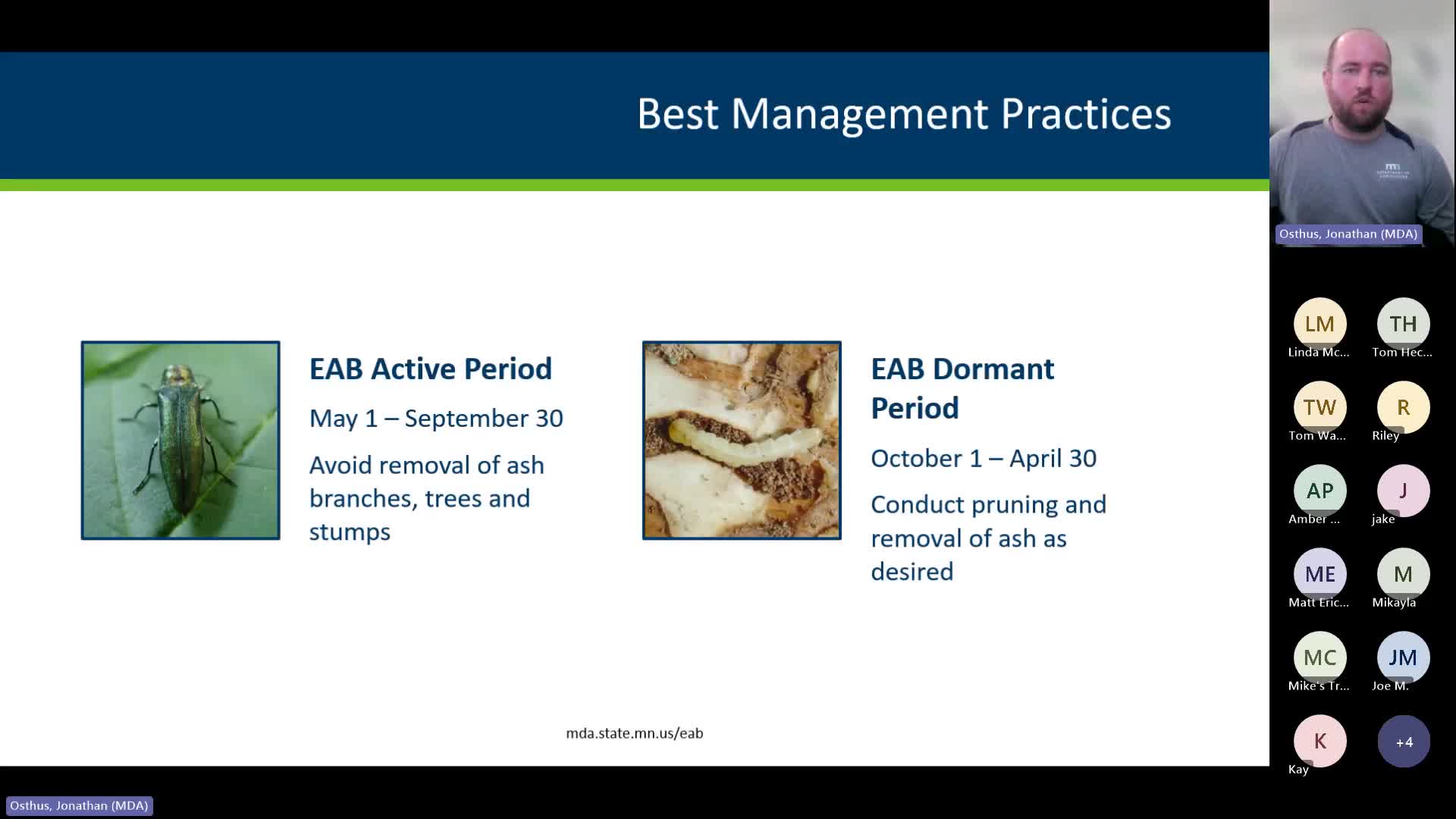 Experts Recommend Best Practices for Managing Emerald Ash Borer Infestations