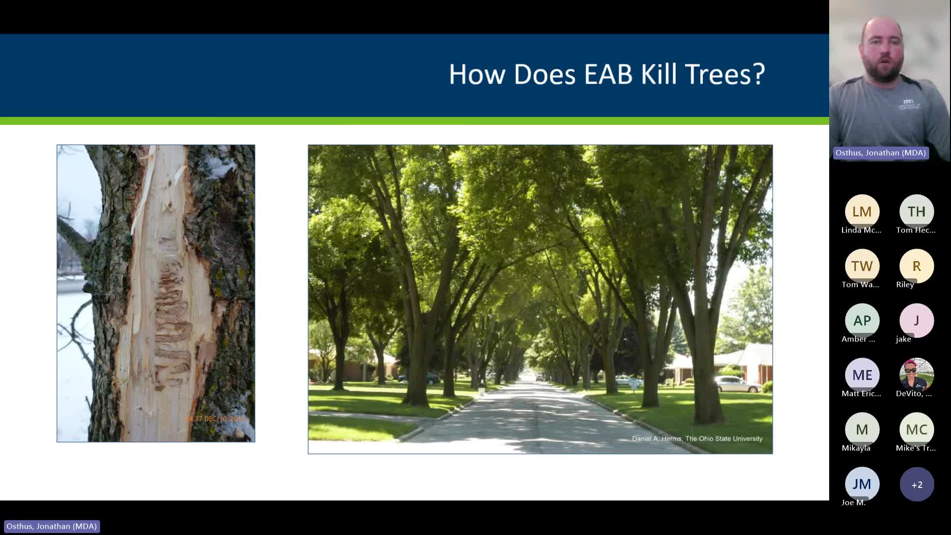 Emerald Ash Borer Threatens Minnesota's Billion Ash Tree Population