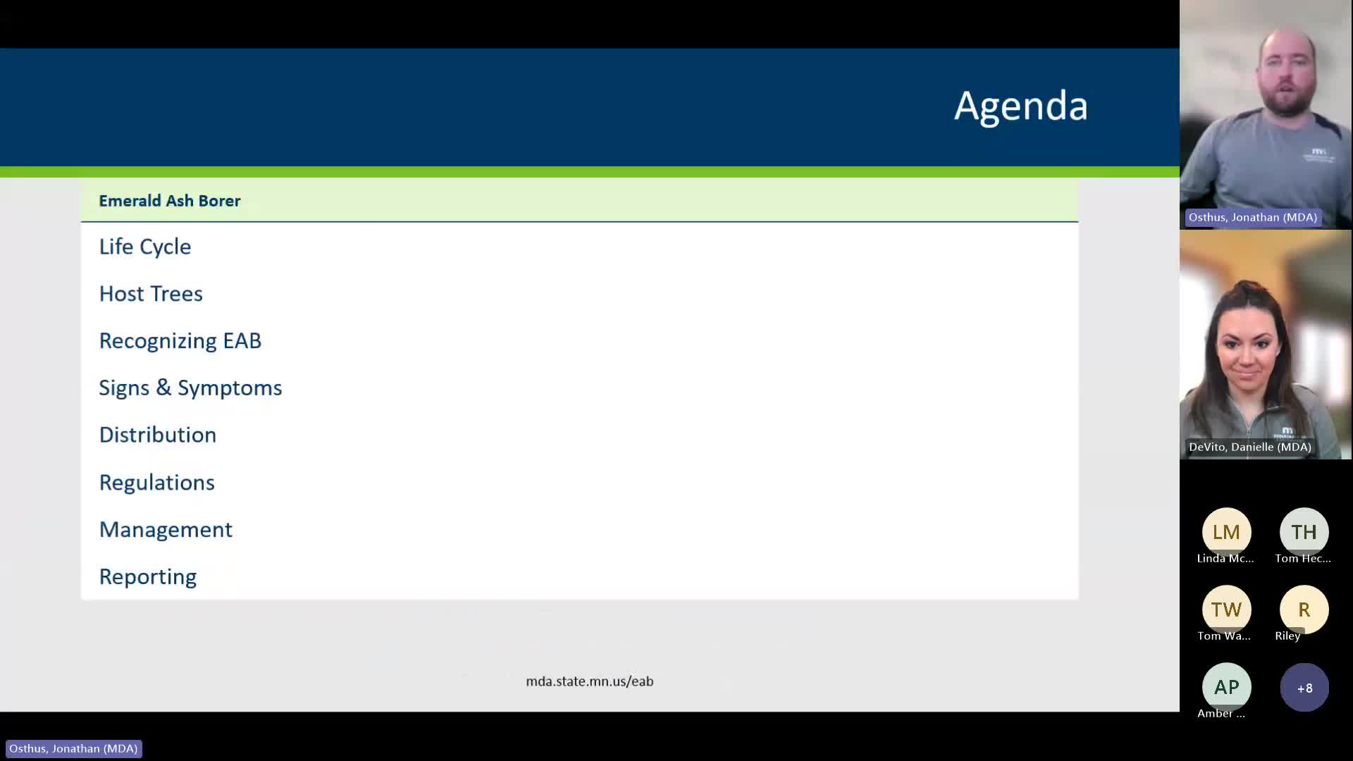 Emerald Ash Borer Spreads Rapidly Across Minnesota With 48 Infested Counties