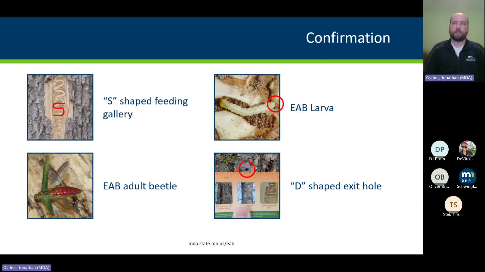 Expert Warns Signs of Emerald Ash Borer Infestation Include Woodpecker Damage and D Shaped Holes