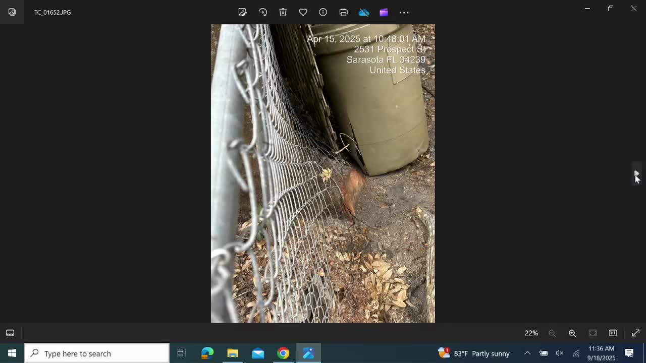 City Council Reviews Tree Root Severance Dispute Between Neighbors