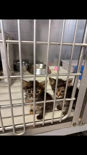 Santa Cruz County animal control urges spay, prompt reclaiming as shelter cites limited space