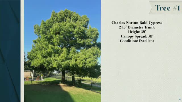 Flower Mound picks two trees for recognition, schedules Acorns-to-Oaks giveaway and planting outreach