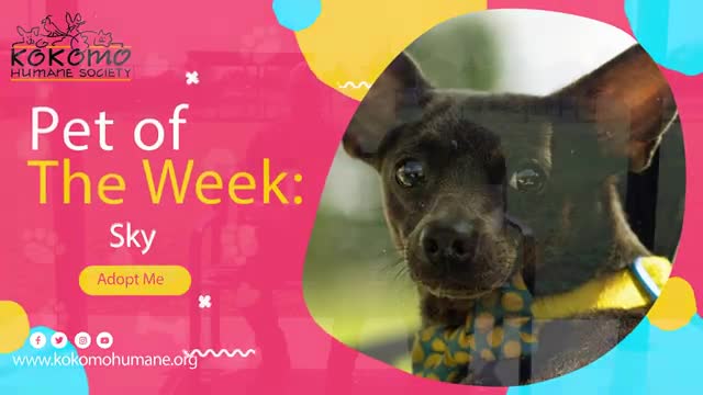 Kokomo Humane Society spotlights small dog ‘Skye’ available for adoption