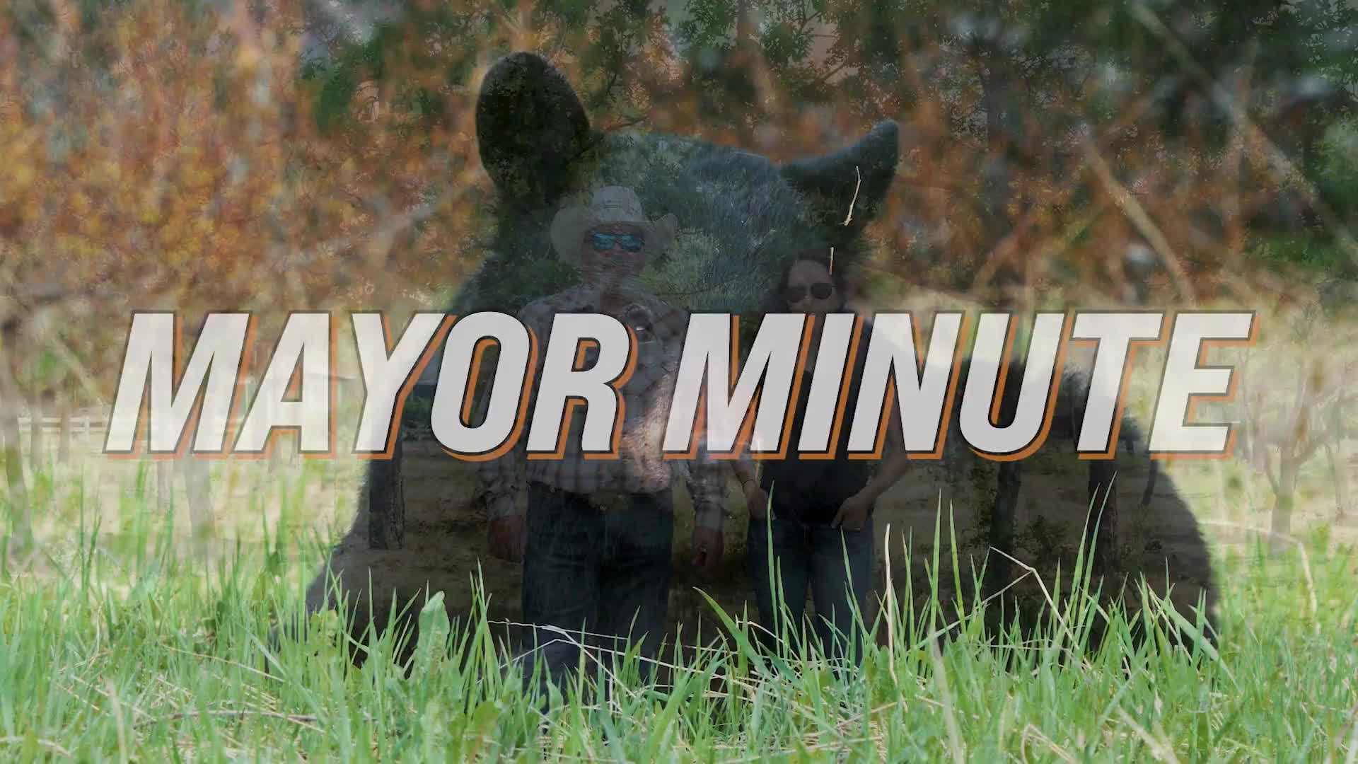 Show Low mayor urges residents not to feed elk, deer and other wild animals