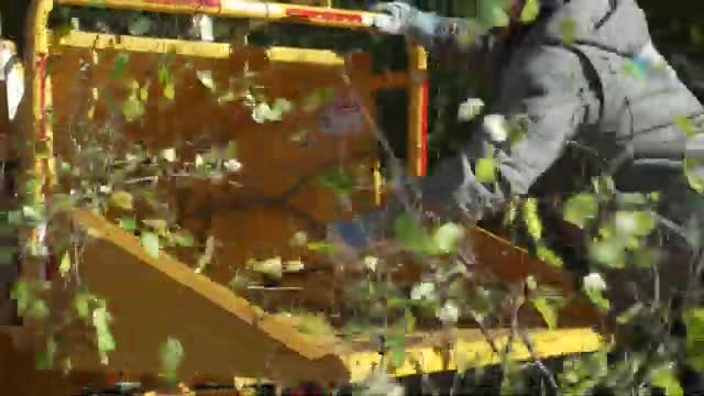 Sterling Heights volunteers remove invasive buckthorn at Nelson Park, Delia Park event set for Nov. 13