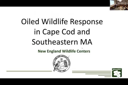 New England Wildlife Center outlines oiled‑wildlife capacity after MOSFRA grants