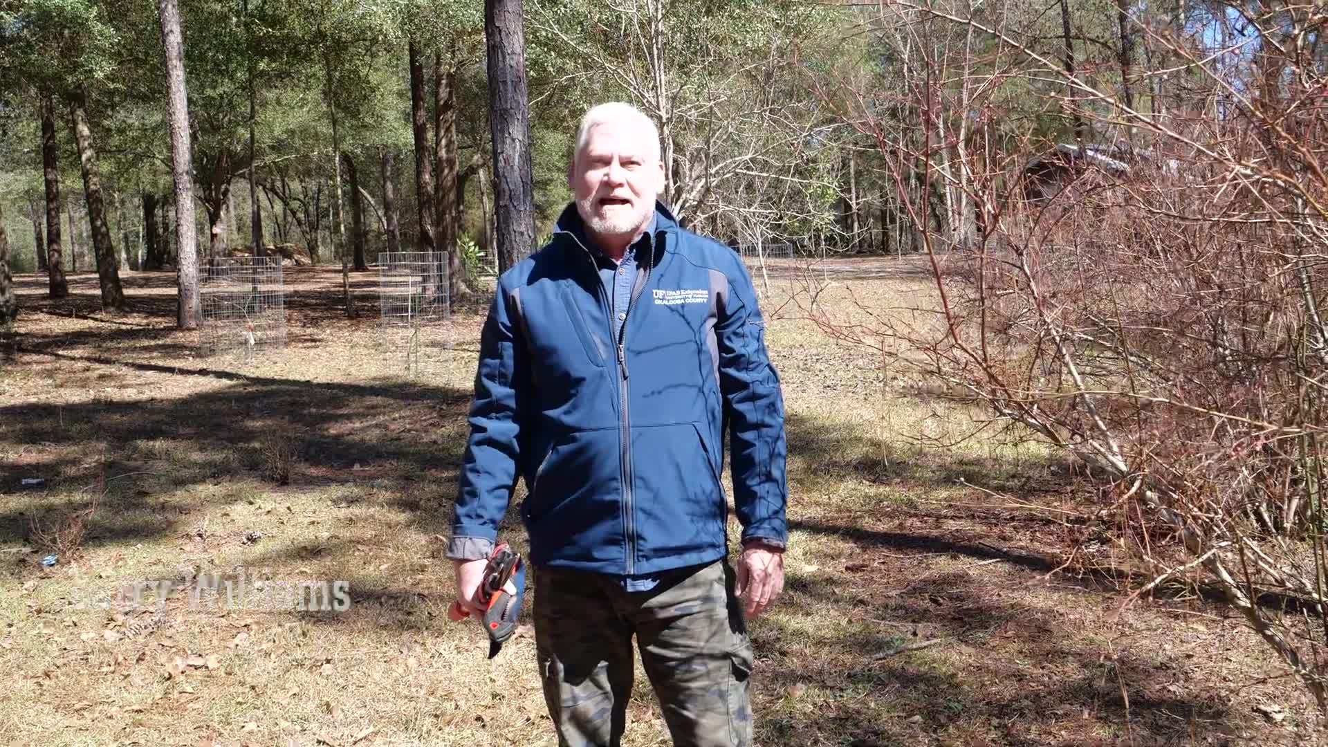 Extension educator demonstrates winter pruning for native 'rabbit eye' blueberries