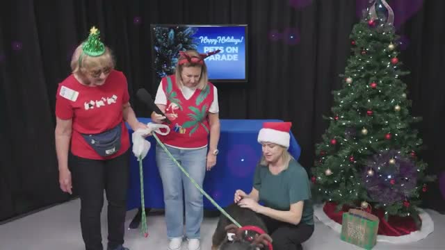 Ineligible for civic coverage: holiday pet adoption special at Martin County Administrative Center