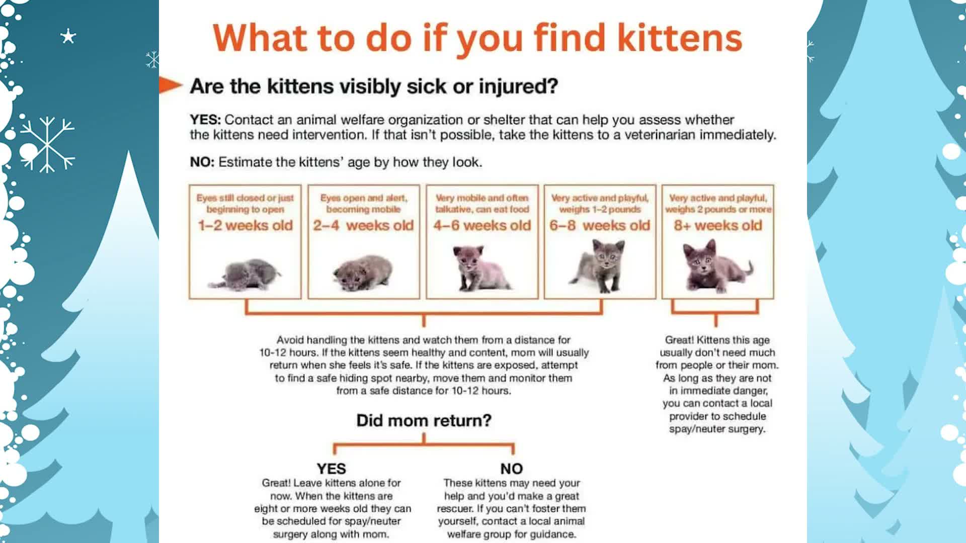 Beaufort County Animal Services urges safe kitten care, promotes adoptions and new Running Partner Program