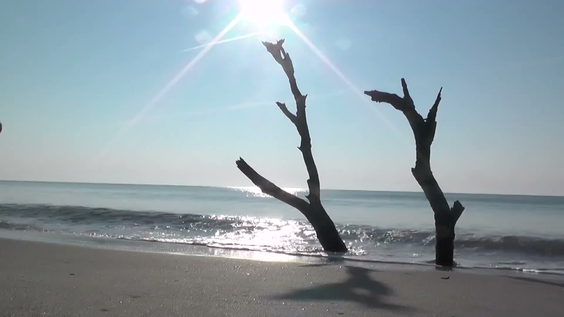 Georgetown County announces February events: Polar Plunge, council and planning meetings, job fair