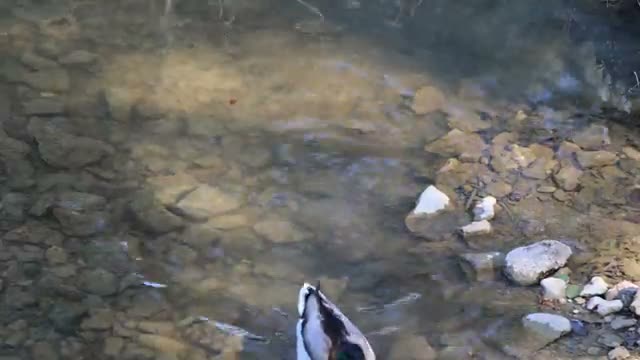 ‘Quakertown USA’ premieres at Denton Black Film Festival, highlights displaced Black neighborhood